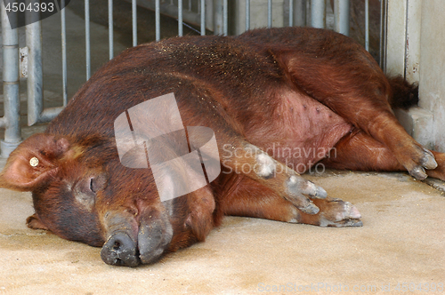 Image of Brown pig is sleeping