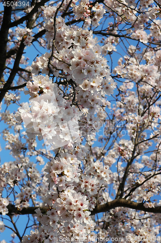 Image of Beautiful cherry blossom sakura