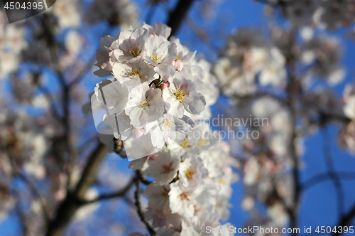 Image of Beautiful cherry blossom sakura