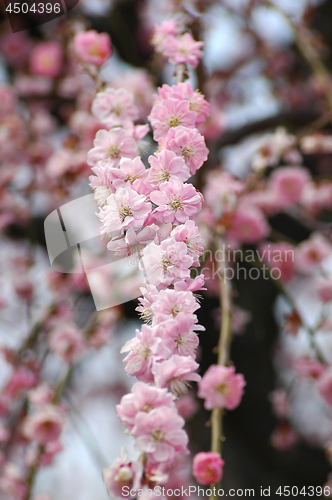 Image of Beautifully blossoming reddish plum blossom