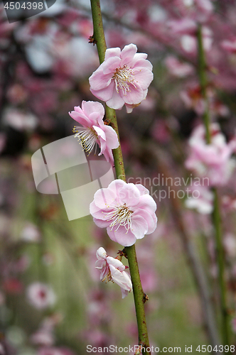 Image of Beautifully blossoming reddish plum blossom