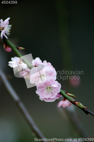 Image of Beautifully blossoming reddish plum blossom