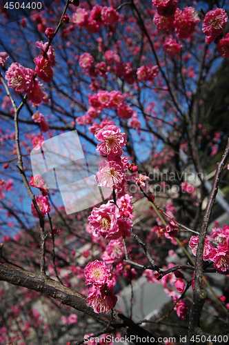 Image of Pink plum blossom flowers