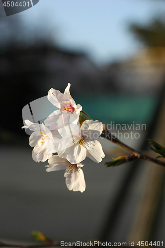 Image of Beautiful cherry blossom sakura