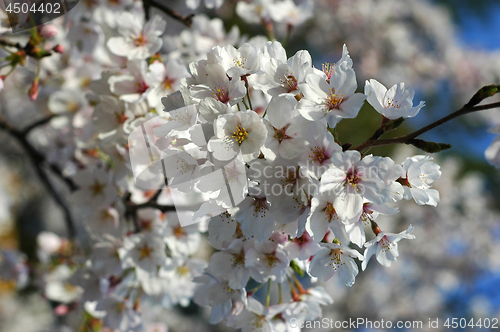 Image of Beautiful cherry blossom sakura
