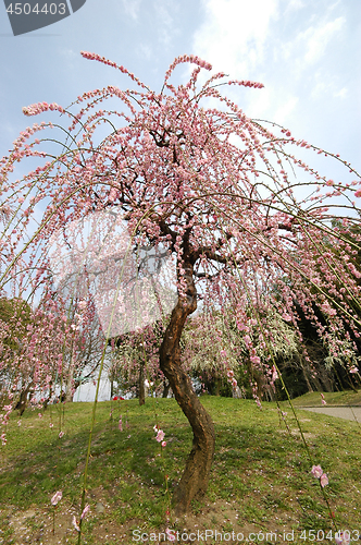 Image of Beautifully blossoming reddish plum blossom