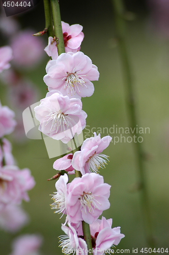 Image of Beautifully blossoming reddish plum blossom