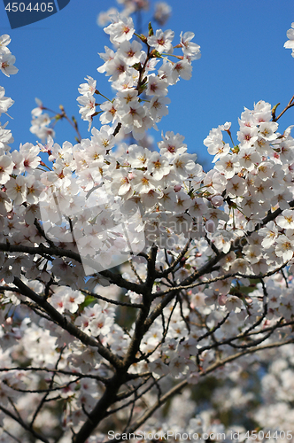 Image of Beautiful cherry blossom sakura