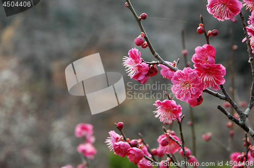 Image of Beautifully blossoming reddish plum blossom