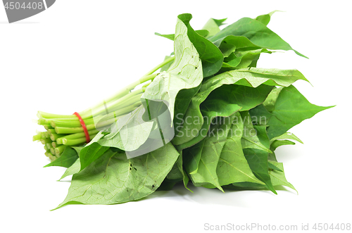 Image of Bunch of sweet potatos leaves