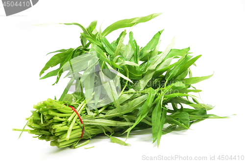 Image of Water spinach or morning glory