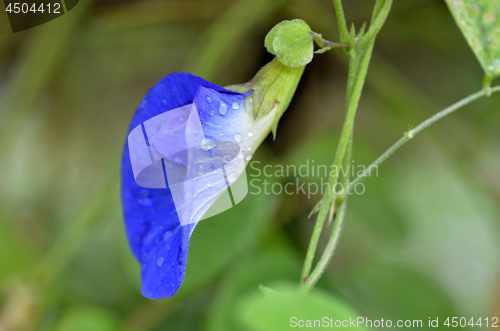 Image of Beautiful fresh blue pea flower
