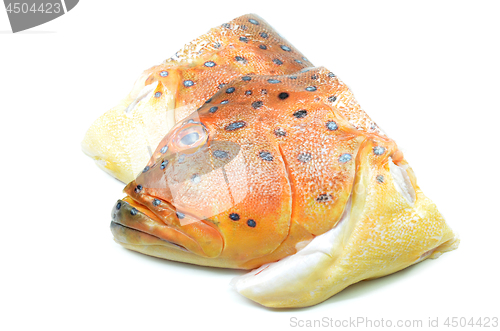 Image of Grouper fish head on white background