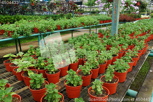 Image of Different flowers in pots