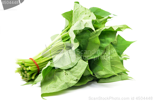 Image of Bunch of sweet potatos leaves