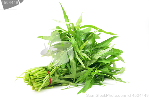 Image of Water spinach or morning glory