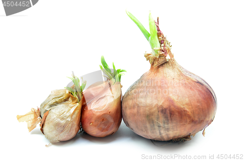 Image of Onion bulb with green sprout
