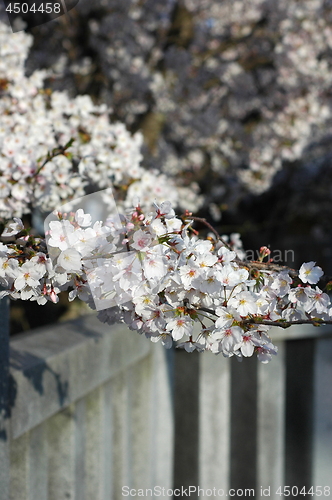 Image of Beautiful cherry blossom sakura