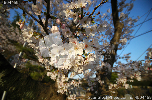 Image of Beautiful cherry blossom sakura