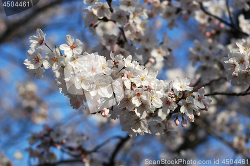 Image of Beautiful cherry blossom sakura