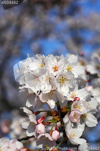 Image of Beautiful cherry blossom sakura
