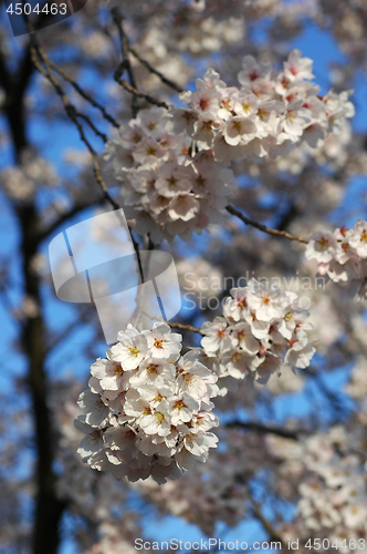 Image of Beautiful cherry blossom sakura
