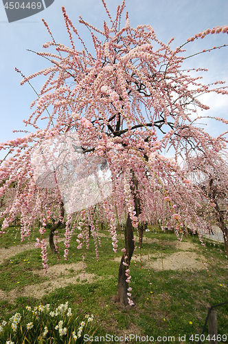 Image of Beautifully blossoming reddish plum blossom