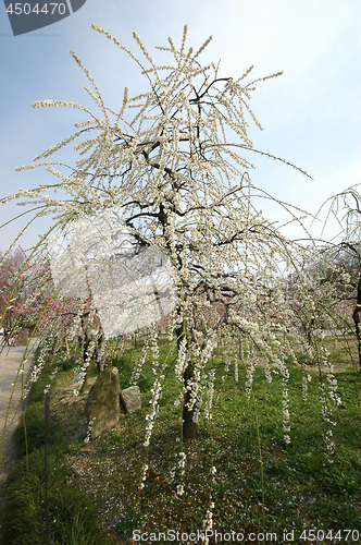 Image of Beautiful white plum blossom flower