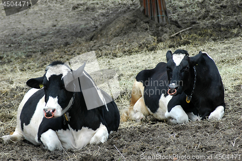 Image of Black and white cow on the field 