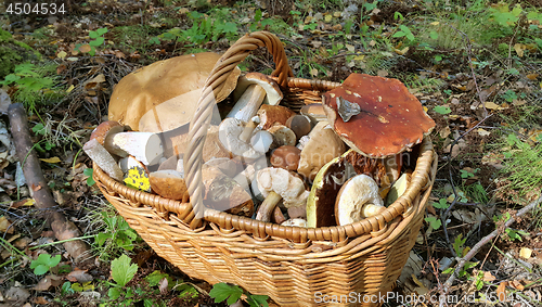 Image of Basket with edible mushrooms