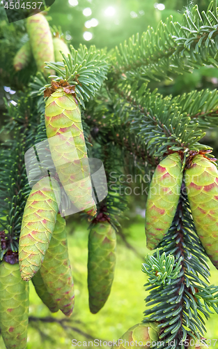 Image of Branch of coniferous tree with young green cones