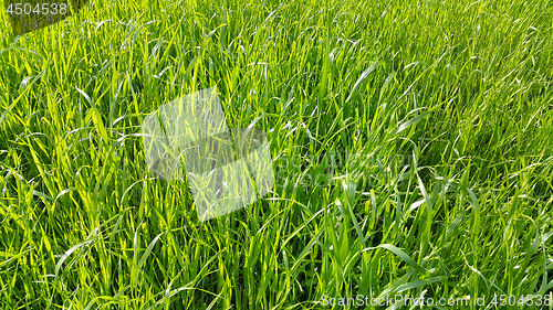 Image of Fresh green grass close-up