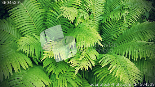 Image of Green fresh fern branches