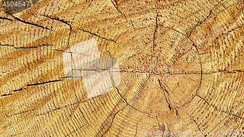 Image of Natural wooden texture with rings and cracks pattern