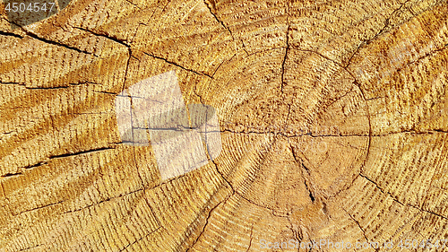 Image of Natural wooden texture with rings and cracks pattern