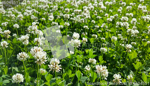 Image of Beautiful white clover on a summer meadow