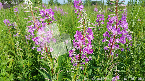 Image of Beautiful Willow-herb flowers