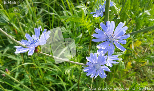 Image of Blue flowers of natural chicory