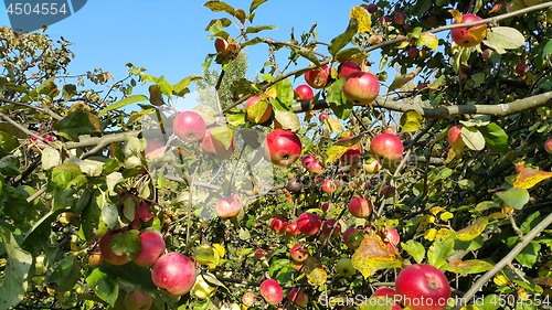 Image of Branches of an apple tree with ripe red fruits