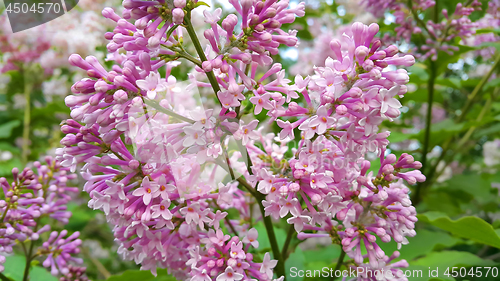 Image of Beautiful blossoming lilac flowers