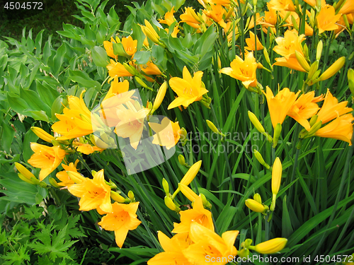 Image of Beautiful yellow flowers of day-lily