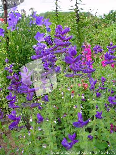 Image of Beautiful flowers in summer garden          