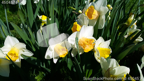 Image of Close-up of beautiful bright Narcissus flowers