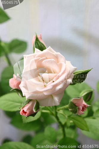 Image of Branch of beautiful pink rose