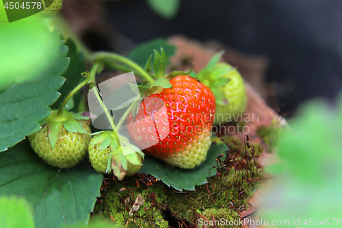 Image of Branch with bright ripening strawberries