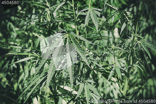 Image of Abstract background with cannabis plant (hemp, marijuana)