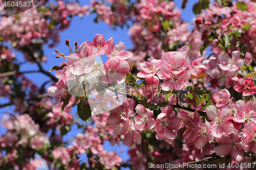 Image of Branches of spring apple tree with beautiful pink flowers