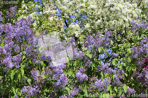 Image of Beautiful flowering spring bushes and trees