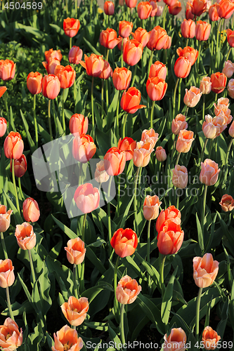 Image of Beautiful red tulips in sunlight