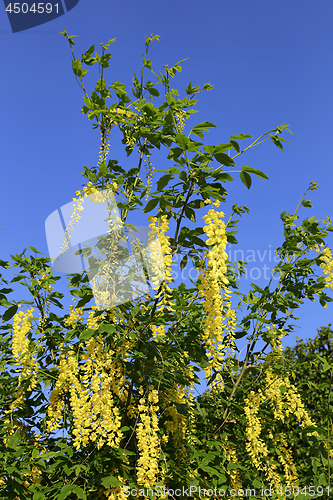 Image of Beautiful bright yellow flowers of wisteria